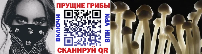 Галлюциногенные грибы мицелий  закладка  Керчь 